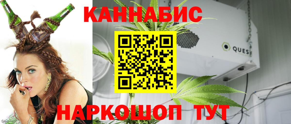 Каннабис планчик Губаха
